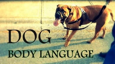 Understanding Dog Body Language - Learn how to read dogs behavior better