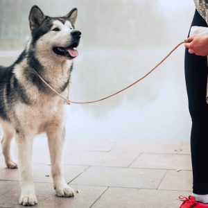 Using Lil' Trainers: Dog Walking