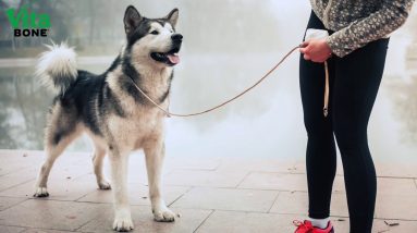 Using Lil' Trainers: Dog Walking