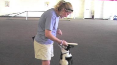Villa La PAWs - Cool Dog Tricks - Retrieving