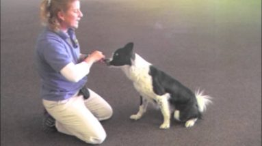 Villa La PAWs - Cool Dog Tricks - Roll Over
