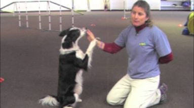 Villa La PAWs - Cool Dog Tricks - Sit Up