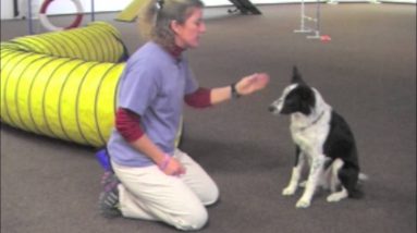 Villa La PAWs - Cool Dog Tricks - Wave Goodbye