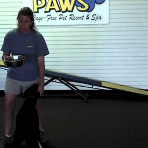 Villa La PAWs - How to Teach a Dog Self Control