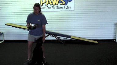 Villa La PAWs - How to Teach a Dog Self Control