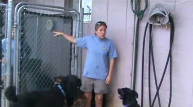 Villa La PAWS - Safely Accepting Dogs