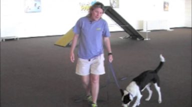 Villa La PAWs - Teaching Two Ball Retrieve
