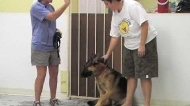 Villa La PAWS Training - High Anxiety Dogs