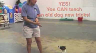 Villa La PAWS Training Tip: Reliable Name Response