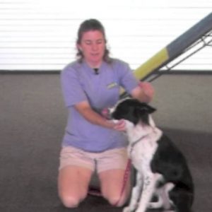 Villa La PAWs - Why Training Dogs on Pressure and Restraint is Important