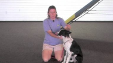 Villa La PAWs - Why Training Dogs on Pressure and Restraint is Important