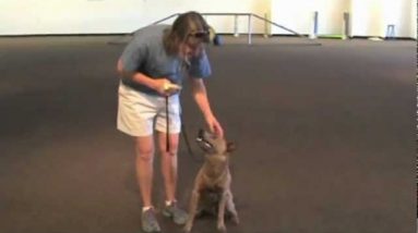 Villa La PAWS Works to Save A Rescue Dog