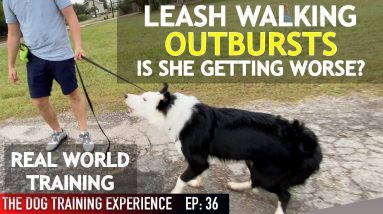 Watch Me Work On My Dog’s REACTIVE Behavior. This Just Got Real!