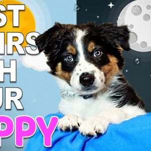 Your First Day And Night With A New Puppy - Training Plan