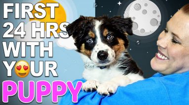 Your First Day And Night With A New Puppy - Training Plan