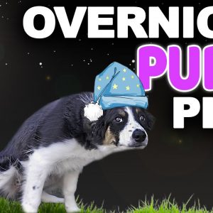 Puppy Potty Training At Night WITHOUT Setting An Alarm - Bringing Home A New Puppy Episode 6