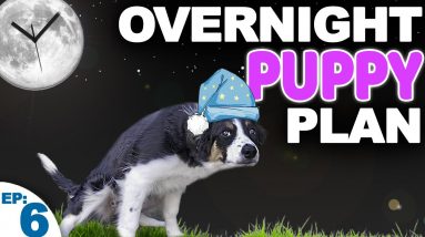 Puppy Potty Training At Night WITHOUT Setting An Alarm - Bringing Home A New Puppy Episode 6