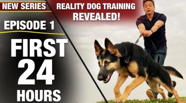 First 24 Hours with a TOTALLY UNTRAINED DOG! [NEW SERIES: Reality Dog Training Revealed!]