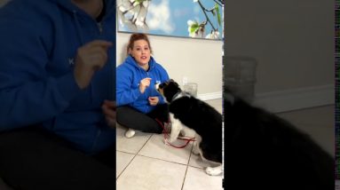 3 Things You Should Teach To Your Puppy - Puppy Training #Shorts