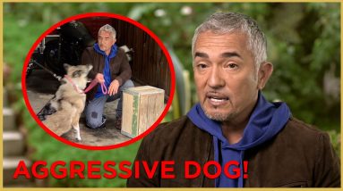 AN AGGRESSIVE GERMAN SHEPHERD BIT ME! | Cesar911 Shorts