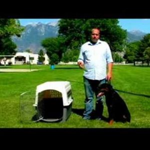 Dog Training Tips : How to Potty-Train Your Dog