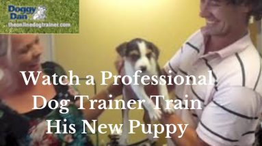 Doggy Dan's Puppy Training Program [The Online Dog Trainer]