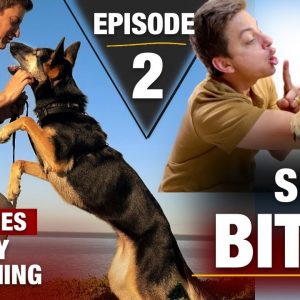 Where to Start with a TOTALLY UNTRAINED DOG: Reality Dog Training Episode 2