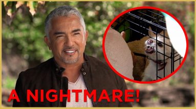 Has Cesar Met His Match? (Aggressive Dog) | Cesar911 Shorts