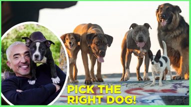 HOW TO PICK THE RIGHT DOG FOR YOU! BY CESAR MILLAN!