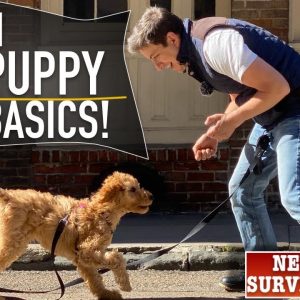 How To Train ANY Puppy To Walk on Leash PERFECTLY!