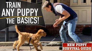 How To Train ANY Puppy To Walk on Leash PERFECTLY!