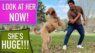 I Had 3 Weeks to Train This Dog! Did it work Long Term?