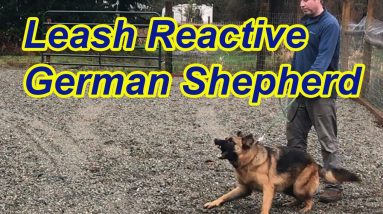 Leash Reactive German Shepherd-Tips