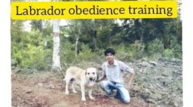 Labrador Obedience training Commands | Basic training |Online dog training (Dog Trainer Vishwajit)