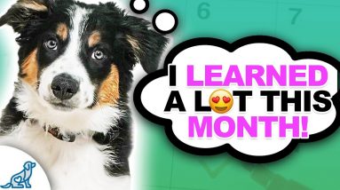 Puppy Training Expectations And Goals For The First Month