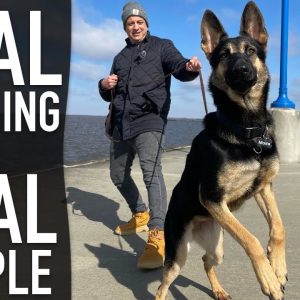 Reality Dog Training REVEALED!