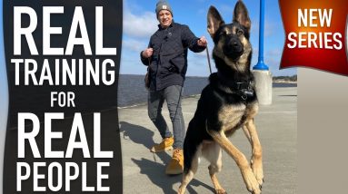 Reality Dog Training REVEALED!