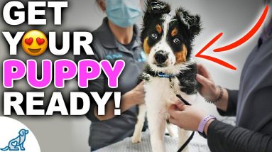Take The Stress Out Of Your Puppy's First Vet Visit With These 5 Tips