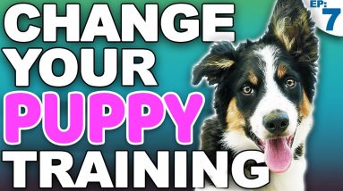 The 4 Puppy Training Rules That Will Change Your Life