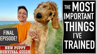 These Are The MOST Important Things I’ve Taught This Dog!