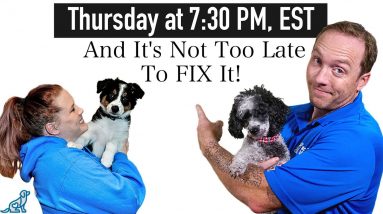We're Noticing A Problem With COVID Puppy Training