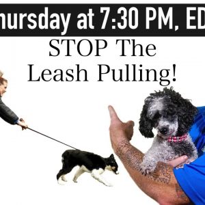 10 Tips To Stop Your Dog From Pulling On Leash When You Walk