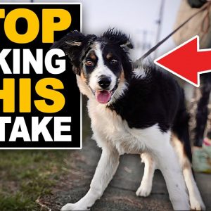 5 Mistakes People Make When Teaching A Puppy To Walk On Leash