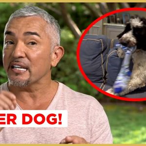 This DOG grabs EVERYTHING in the house! (Cesar911 Shorts)