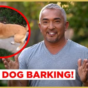 How to Stop Dog Barking! (Cesar911 Shorts)