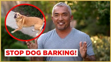 How to Stop Dog Barking! (Cesar911 Shorts)
