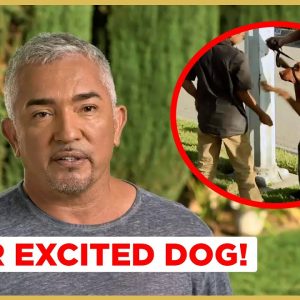 How to walk your OVERLY EXCITED dog! (Cesar911 Shorts)