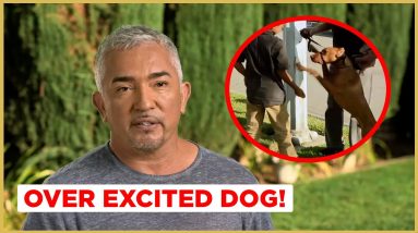 How to walk your OVERLY EXCITED dog! (Cesar911 Shorts)
