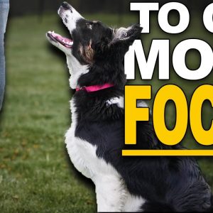 Is Your Dog Easily Distracted? These 5 Tips Will Change EVERYTHING