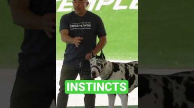Power Of Understanding Instincts